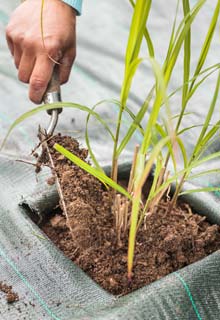 Plantacin de un seto de gramneas