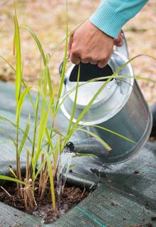 Plantacin de un seto de gramneas