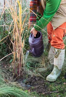 Plantacin de un seto de gramneas