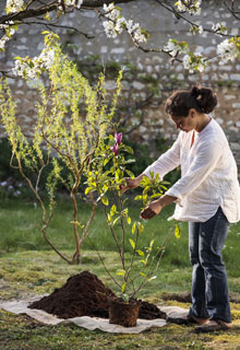 Instalar una Magnolia