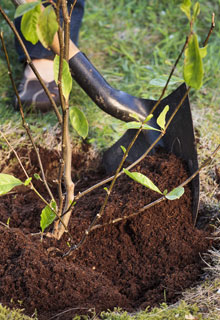 Instalar una Magnolia