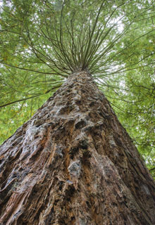 Plantacin de un rbol que ser muy grande