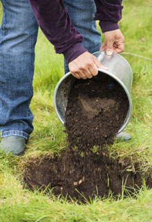 Plantacin de un rbol que ser muy grande