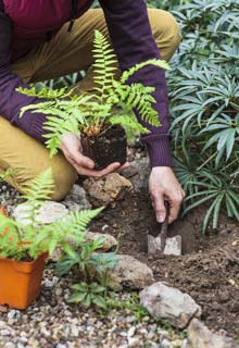 Plantacin de plantas vivaces en otoo