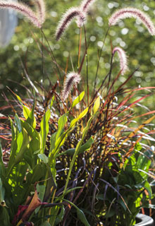 Las plantas verticales en maceta