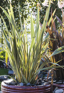 Las plantas verticales en maceta