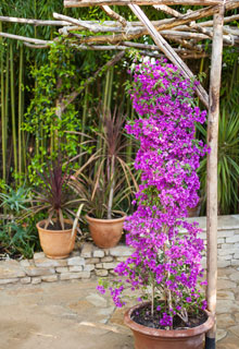 Las plantas verticales en maceta