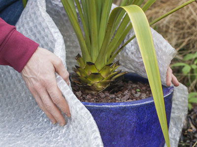 Proteger las plantas en maceta del fro