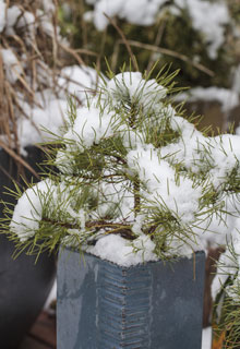 Proteger las plantas en maceta del frío