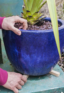 Proteger las plantas en maceta del fro