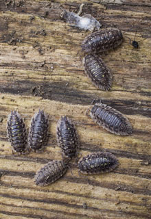 Macetas y jardineras en versin ecolgica