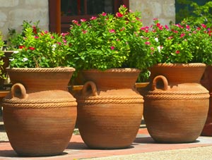 Las plantas en maceta