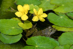 Por qu un jardn vivo ?