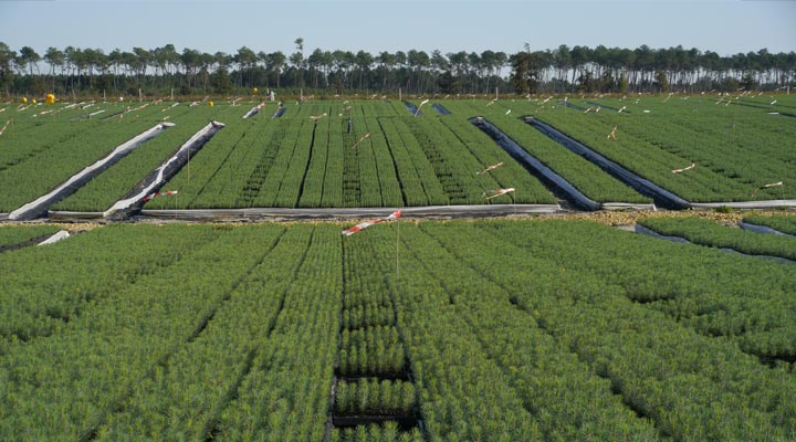 Produccin de plantas jvenes de Pino martimo