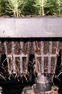 Produccin de plantas jvenes de Pino martimo