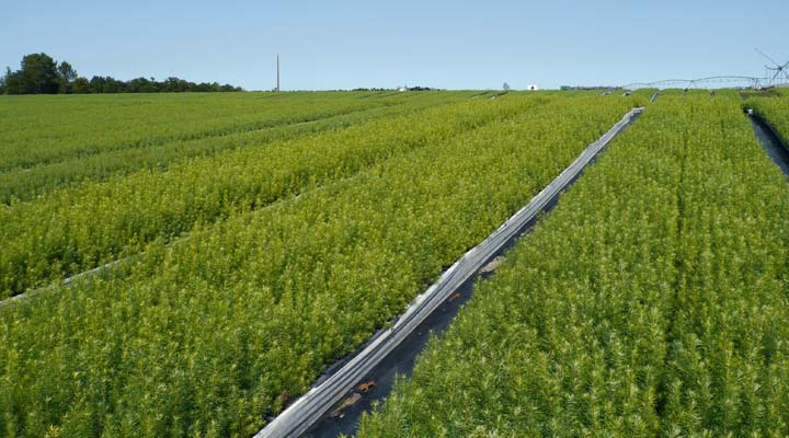 La produccin de plantas jvenes de Douglas