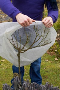 Proteger las plantas del fro