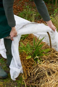 Proteger las plantas del fro