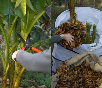 Proteger las plantas del fro