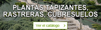 Plantas tapizantes, rastreras o cubresuelos