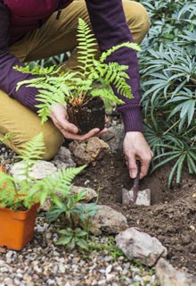 Qu plantar a la sombra seca?