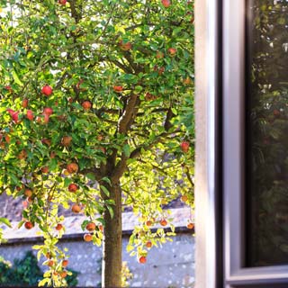 Qué distancia mantener entre un muro y un árbol ?