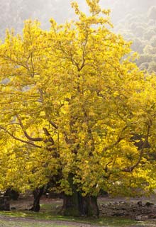 Qué distancia mantener entre un muro y un árbol ?