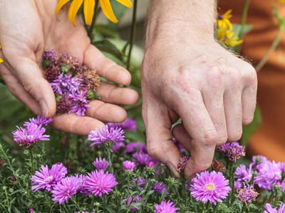 De un nuevo vigor a sus plantas floridas