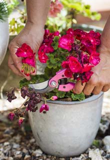 De un nuevo vigor a sus plantas floridas