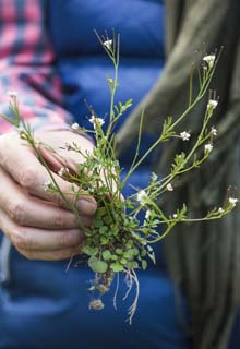 De un nuevo vigor a sus plantas floridas