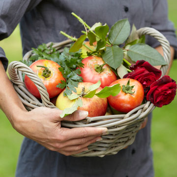 Lograr las plantaciones de tomates