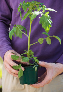 Lograr las plantaciones de tomates