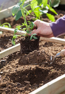 Lograr las plantaciones de tomates