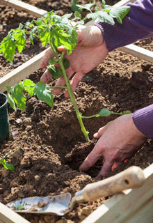 Lograr las plantaciones de tomates