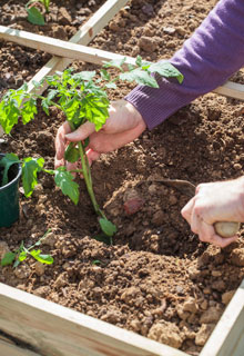 Lograr las plantaciones de tomates