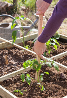 Lograr las plantaciones de tomates