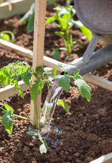 Lograr las plantaciones de tomates