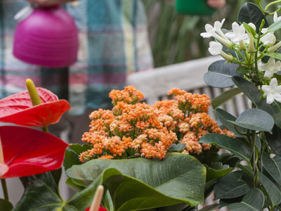 Cuidar las plantas de interior en invierno