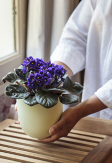 Cuidar las plantas de interior en invierno