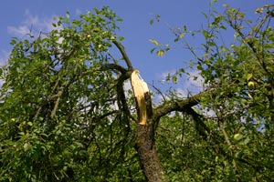 Curar un árbol herido