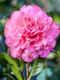 Las camelias con grandes flores dobles crecen menos rpido que las otras