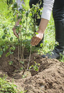 Estabilizar un talud gracias a las plantas