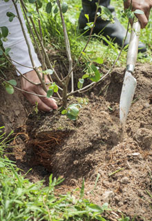 Estabilizar un talud gracias a las plantas