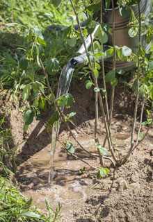 Estabilizar un talud gracias a las plantas