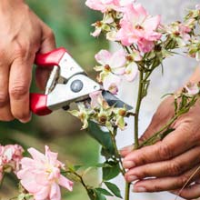 Poda de las plantas con flores