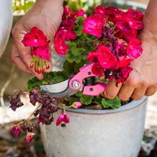 Poda de las plantas con flores