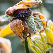 Poda de las plantas con flores