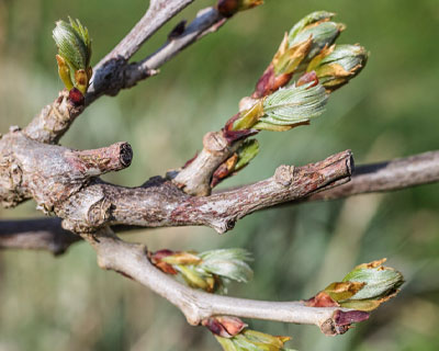 Poda de la glicinia