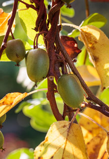 La poda en invierno de las trepadoras a frutos