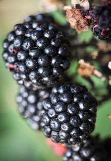 La poda en invierno de las trepadoras a frutos